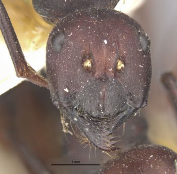 Media type: image;   Entomology 22646 Aspect: head frontal view
